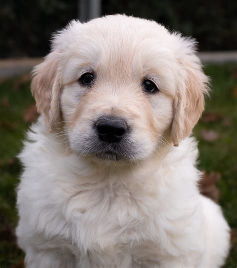 Cachorros Golden Retriever Centro Canino Valmajano