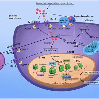 Lactate Acts As A Signaling Molecule To Stimulate Gene Transcription