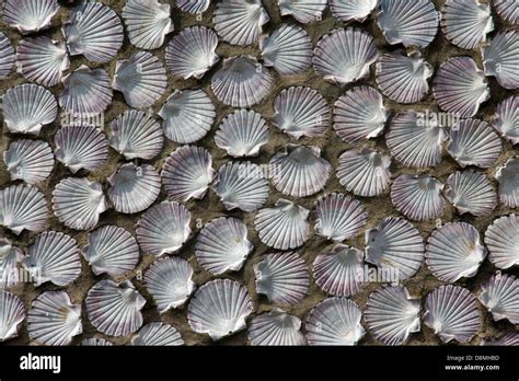 Scallop Shells Stock Photo Alamy