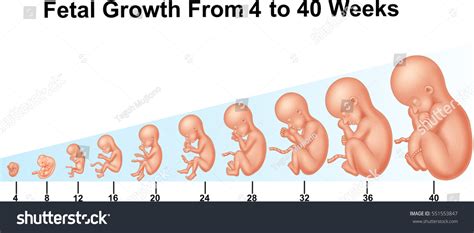 Fetal Growth 4 40 Weeks Stock Vector Royalty Free 551553847