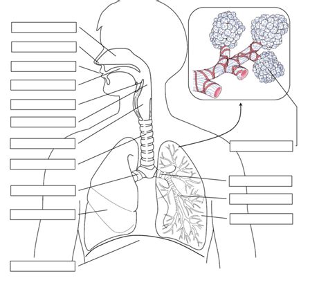 Respiratory Labeling Diagram Quizlet