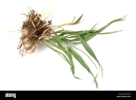 Elymus Repens Banque D Images D Tour Es Alamy