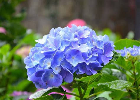 How to make hydrangeas blue 🌸 💙 Create vibrant, eye-catching blooms