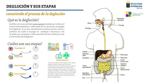 DEGLUCIÓN Y SUS ETAPAS by Pablo Conejeros on Prezi