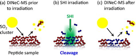 Schematic Representation Of The Experimental Procedure A Freshly