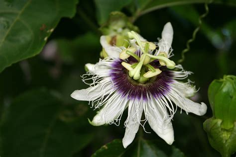 Passiflora Edulis Passifloraceae Image At Phytoimages Siu Edu