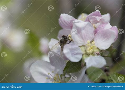 Bee On Apple Blossom Honeybee Collecting Pollen At A Pink Flower