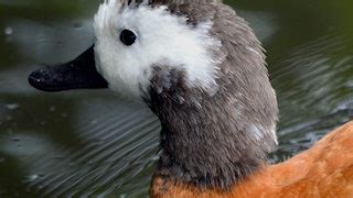 South African Shelduck | BREC's Baton Rouge Zoo