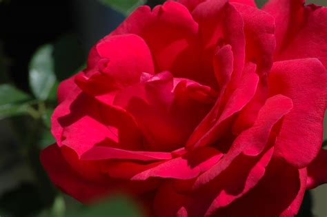 Red Flame ® | Rose, rot, 300 x 70 cm (Michel Adam, 2001) | Rosa 'Red ...