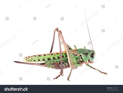 colorful locust isolated  white background stock photo