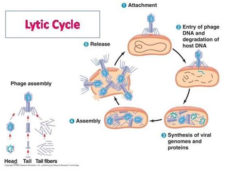 Steps Of The Lytic Cycle