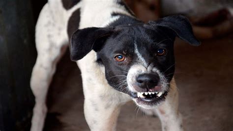 Voici Comment Reconna Tre Les Signes De Col Re Chez Votre Chien