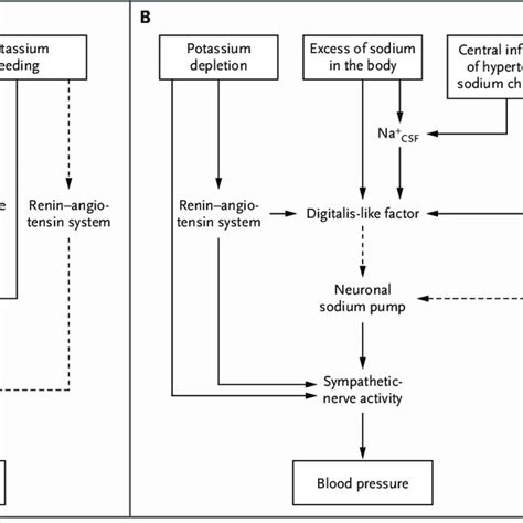 Pdf Sodium And Potassium In The Pathogenesis Of Hypertension