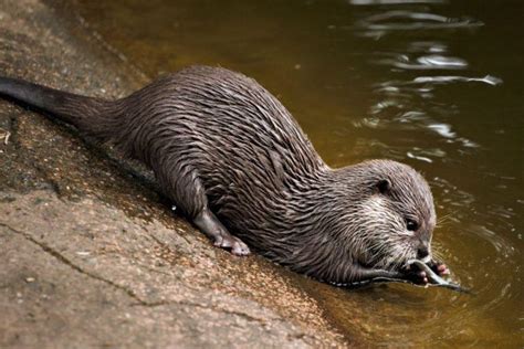 18 Wild Animals in Kyrgyzstan [Wildlife in Kyrgyzstan] - Kevmrc