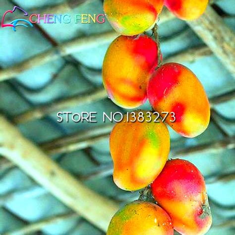 Tropical Mango Fruit Seeds For Lush Vegetation - BestSeedsOnline.com ...