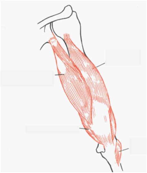 Muscles postérieurs du bras Diagram Quizlet