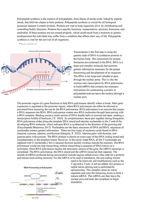 Polypeptide Synthesis Polypeptide Synthesis Is Crucial For All