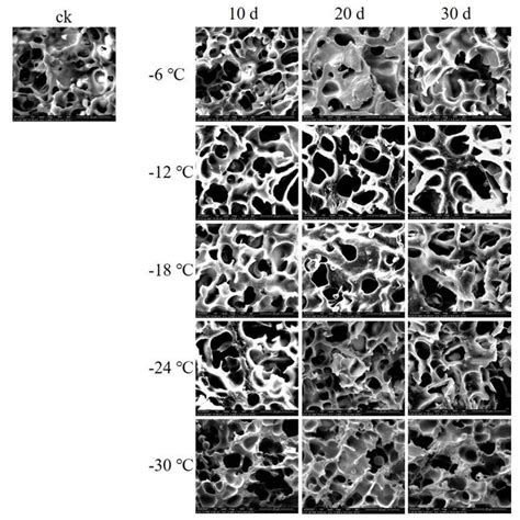 Microstructure Of Gluten Protein At Different Freezing Storage