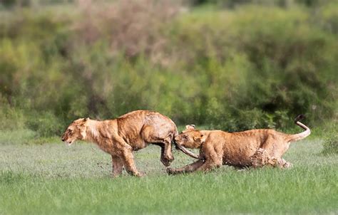 Wallpaper lions, playing, mud, Tanzania, cubs, The Ngorongoro ...