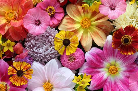 beautiful flowers background hd images  flower site