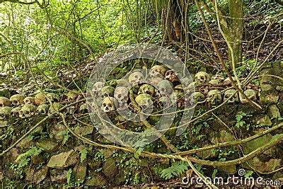 Skulls At Kuburan Terunyan Cemetery On The Island Of Bali Human Skulls