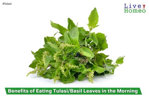 health benefits  tulsi leaves eating