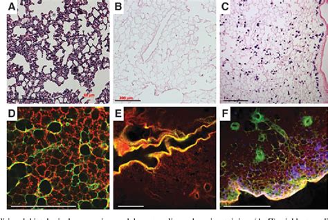 Figure 1 From The Use Of Optical Clearing And Multiphoton Microscopy