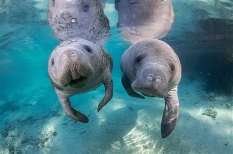 Swimming with Manatees in Citrus County Florida | Florida Manatees