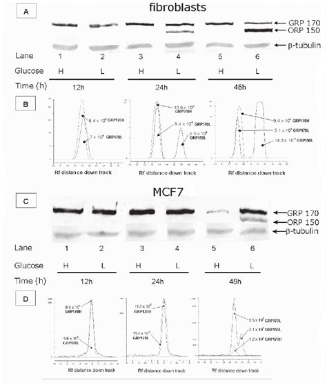 Western Immunoblot Analysis A C And Densitometric Analysis B D