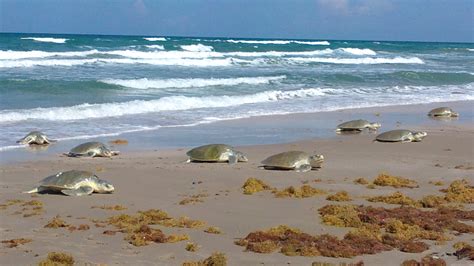 Y Siguen Las Arribazones De Tortugas A Playas Mexicanas Secretar A De