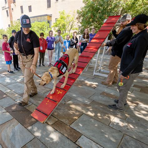 Ground Zero Heroes: The Forgotten 300+ Rescue Dogs Who Served After 9/11