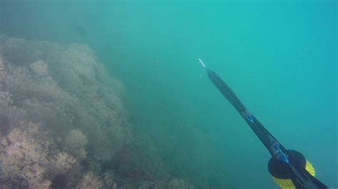 Oahu Hawaii Spearfishing Ledge May 2016 Youtube