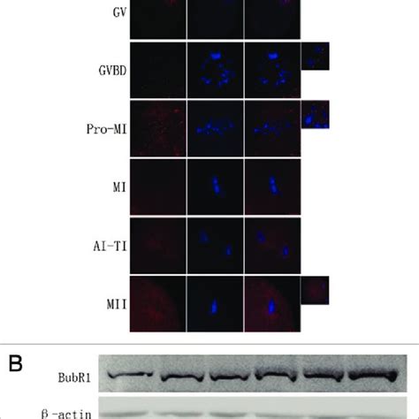 Subcellular Localization And Expression Of Bubr During Mouse Oocyte