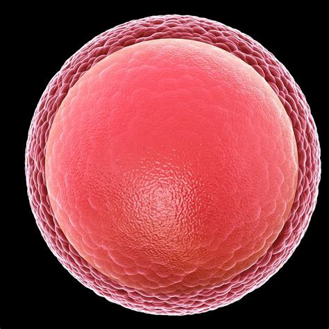 Human Egg Cell Photograph By Pixologicstudioscience Photo Library Pixels