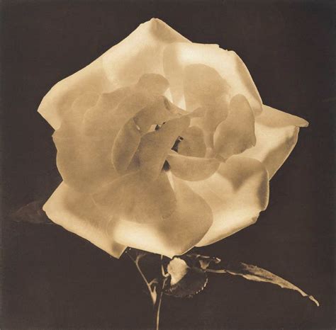 Robert Mapplethorpe Flowers Robert Mapplethorpe Black And White Portraits Sepia