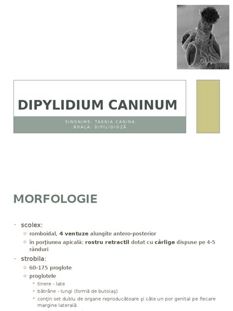 (PDF) 04. Dipylidium caninum - DOKUMEN.TIPS