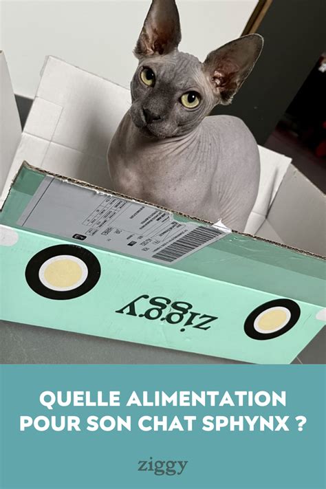 Alimentation Comment Bien Nourrir Son Chat Sphynx Artofit