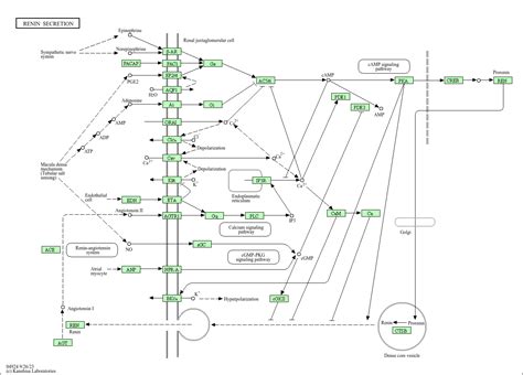 Kegg Pathway Renin Secretion Homo Sapiens Human