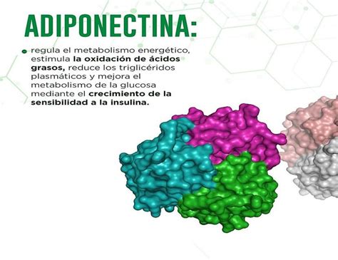 Hormonas Secretadas Por El Tejido Adiposo Fraii Udocz