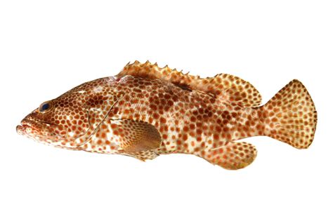 Epinephelus Tauvina