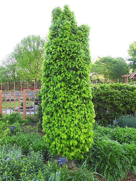 All About Hornbeam Trees Flower Magazine