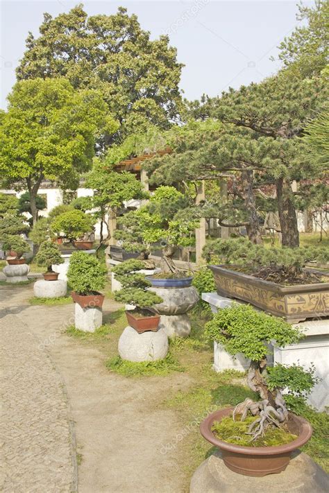 Collection of bonsai trees in a garden — Stock Photo © gianliguori #8680327