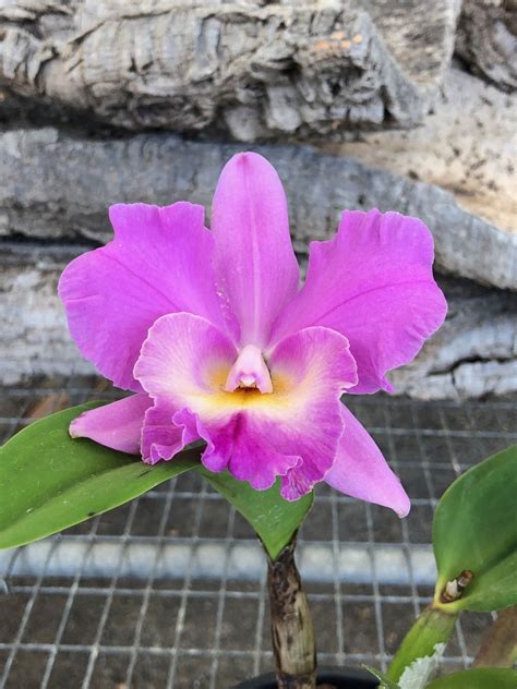 Cattleya Orchid Flower Meaning Best Flower Site