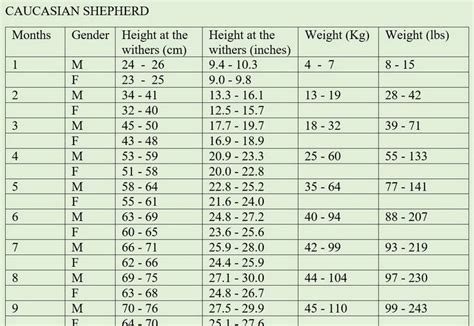 Australian Shepherd Puppy Growth Chart