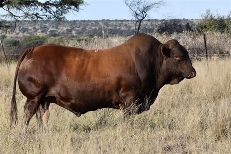 Top Bonsmara breeders: ‘Aim for affordable bulls’ – African Farming