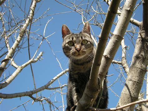 Free Images Tree Branch Animal Wildlife Pet Feline Fauna