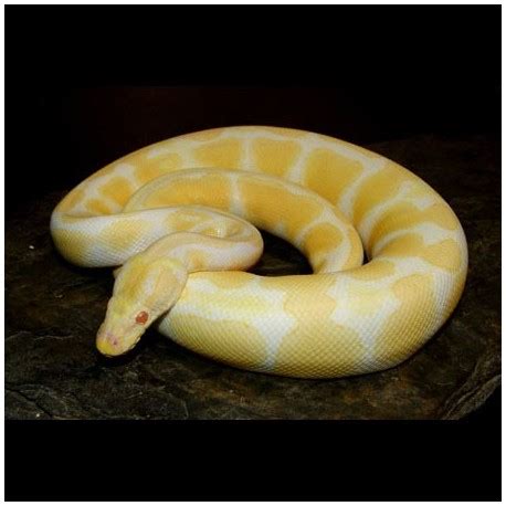 albino ball pythons python regius