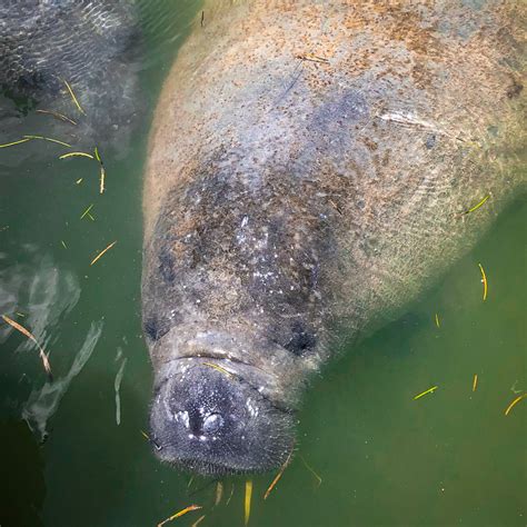 Ten Thousand Islands Boat Tour - Everglades National Park Adventures