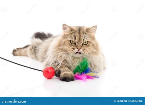 Cute Persian Cat Playing Toy Stock Photo Image Of Mammal Studio