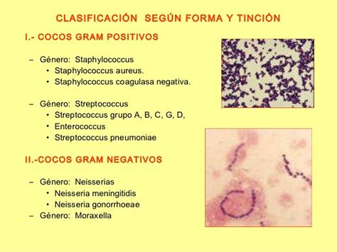 Gram Positivos Y Negativos